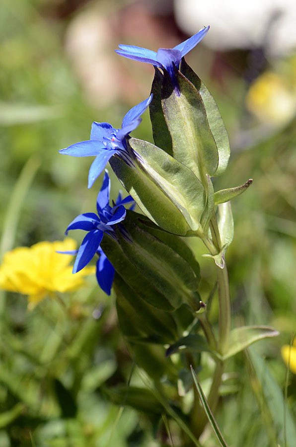 Gentiana utriculosa / Genziana alata